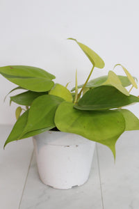 Live Indoor Philodendron Cordatum Neon Yellow Heart Leaf Vine Plant Gift for Office Plant Lover Tropical Foliage Easy Care Plant Gift Friend