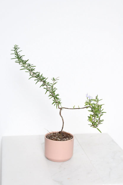 Kitchen Herb Gift Rosemary Bonsai Plant Small Black Pot Collection Fresh Culinary Growing Essential Window Display Accent Cascading Green Foliage Indoor Garden Collection Beautiful Home Decor Trailing Variety Aromatic Plant