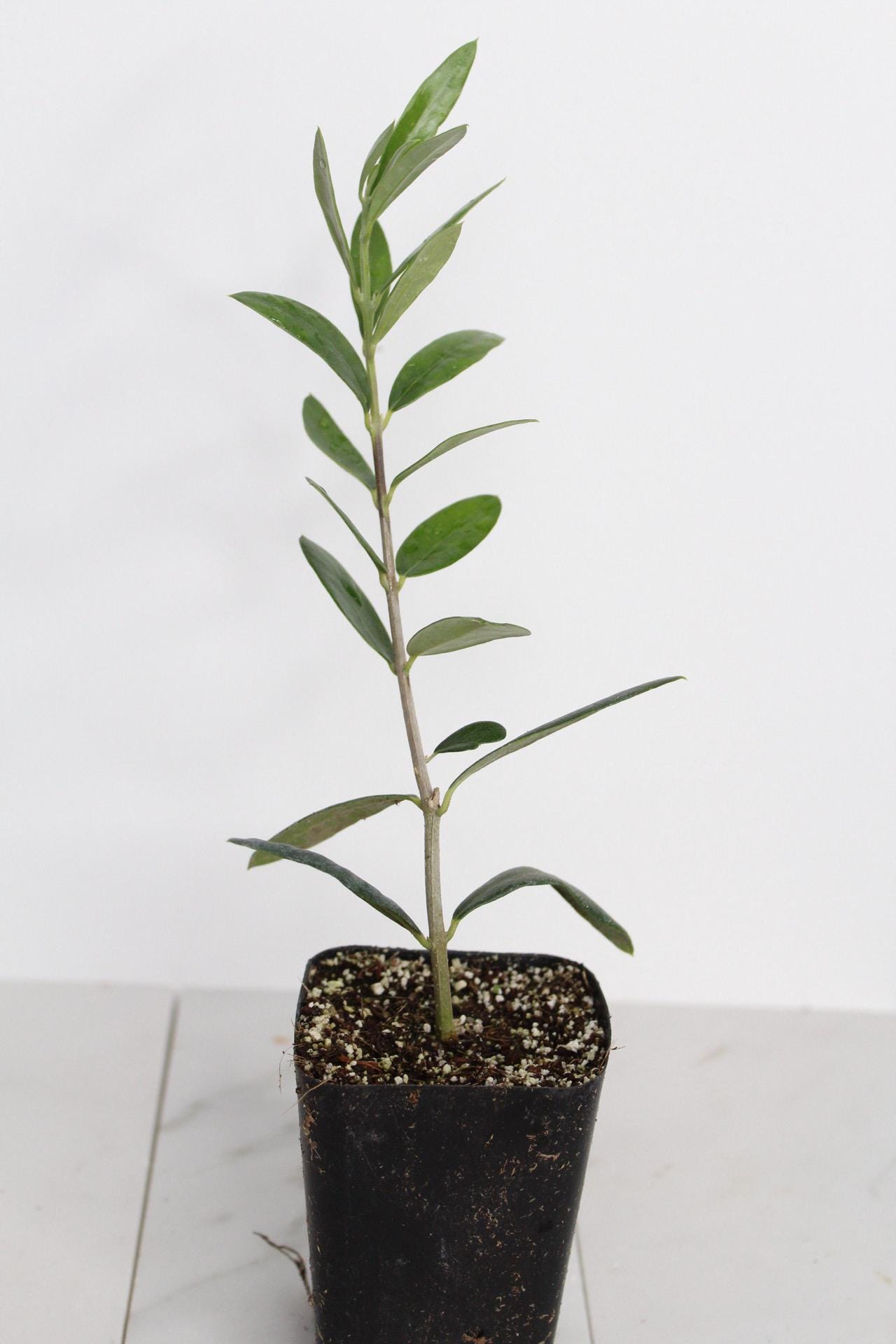 Small Garden Tree Gift Baby Olive Plant Living Present Mediterranean Style Accent Dwarf Ollie Variety Perfect Home Decor Italian Plant Collection Stone Fruit Bearing Starter Beautiful Green Gift Wedding Party Favor Space Saving Design