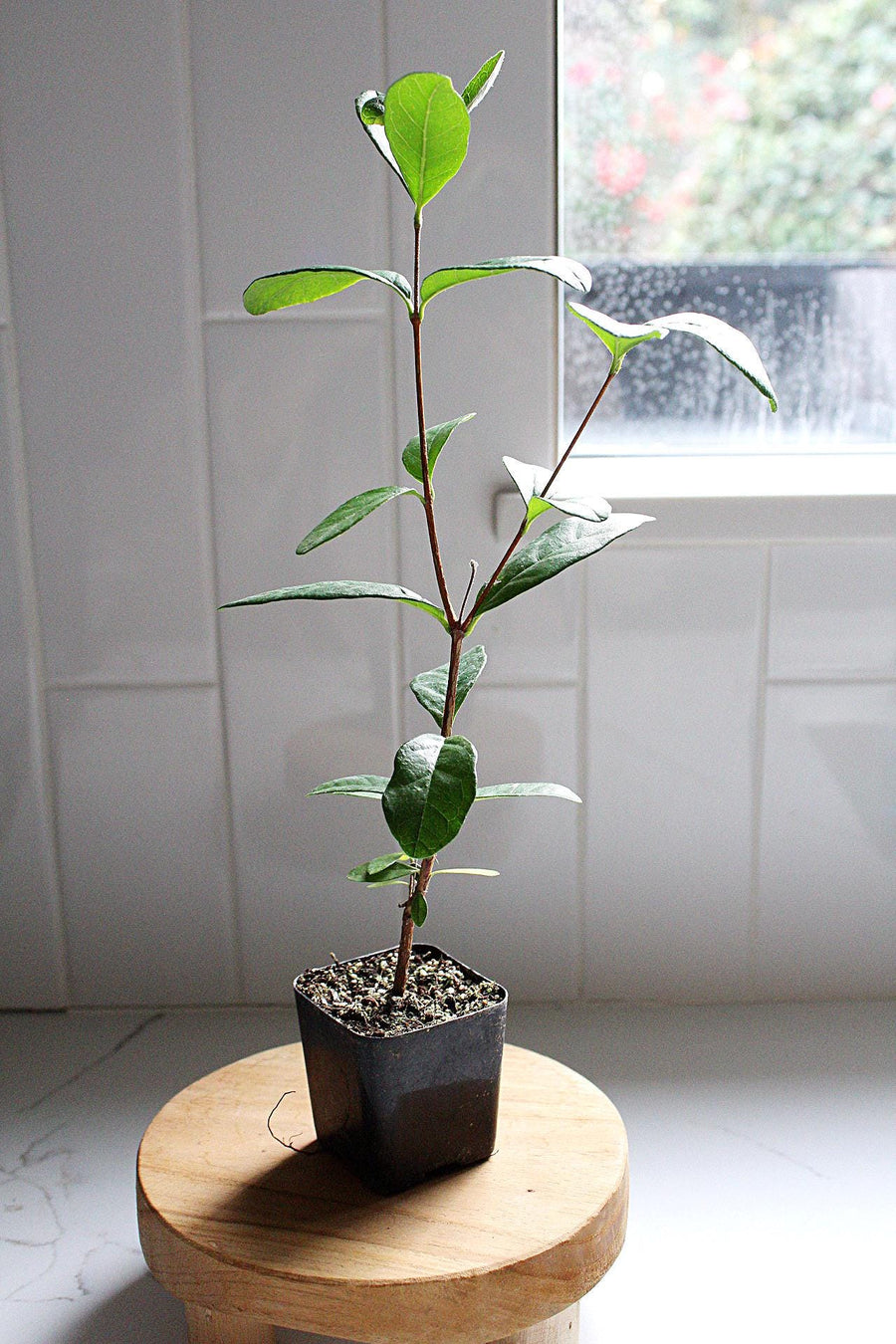 Live Pineapple Guava Plant Tropical Evergreen Shrub Edible Fruit Producer Flowering Garden Plant Container Grown Starter Size Perfect Home Garden Addition Growing Guide Included Beautiful Landscaping Choice Premium Quality Collection