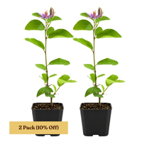 Lavender Star Flower – Evergreen Flowering Bonsai Starter