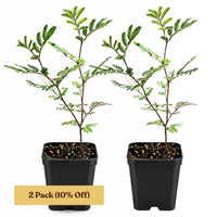 Purple Leaf Acacia – Drought-Tolerant Weeping Starter Tree