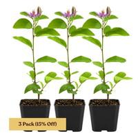 Lavender Star Flower – Evergreen Flowering Bonsai Starter