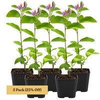 Lavender Star Flower – Evergreen Flowering Bonsai Starter