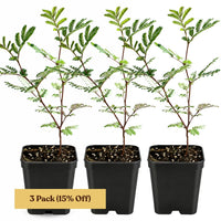 Purple Leaf Acacia – Drought-Tolerant Weeping Starter Tree