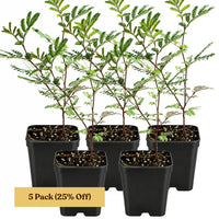 Purple Leaf Acacia – Drought-Tolerant Weeping Starter Tree