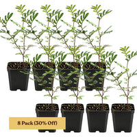 Purple Leaf Acacia – Drought-Tolerant Weeping Starter Tree