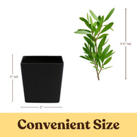 Purple Bottlebrush Starter Plant - Callistemon Citrinus