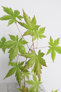 Bonsai Tree Starter Plant Red Japanese Maple Sapling Live Plant Gift Tree Beginner Plant Hobby Acer Palmatum Outdoor Zen Garden Plant Gift
