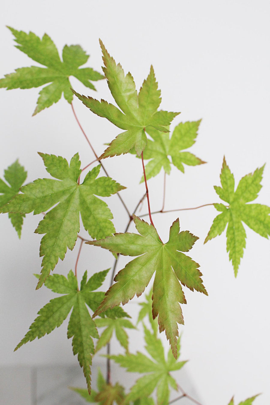 Bonsai Tree Starter Plant Red Japanese Maple Sapling Live Plant Gift Tree Beginner Plant Hobby Acer Palmatum Outdoor Zen Garden Plant Gift
