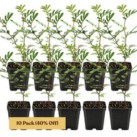 Purple Leaf Acacia – Drought-Tolerant Weeping Starter Tree