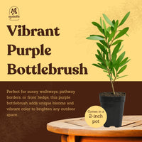 Purple Bottlebrush Starter Plant - Callistemon Citrinus