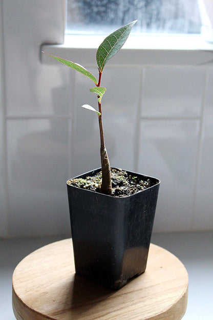 Bonsai Starter Tree Kurrajong Beginner Bonsai Tree Bottle Tree Brachychiton Populneus Drought Tolerant Bonsai Indoor Garden Tree White Flowering Tree Australian Native Tree Gift for Bonsai Lover Garden Gift Bonsai Gift