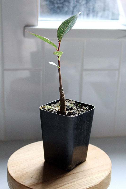 Bonsai Starter Tree Kurrajong Beginner Bonsai Tree Bottle Tree Brachychiton Populneus Drought Tolerant Bonsai Indoor Garden Tree White Flowering Tree Australian Native Tree Gift for Bonsai Lover Garden Gift Bonsai Gift