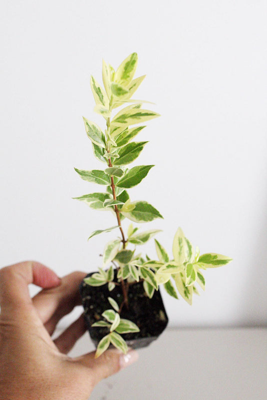 Variegated Myrtle Plant Myrtus Communis Variegata Starter Plant Small Garden Apartment Garden Patio Garden Container Plant Indoor Outdoor Plant Easy Care Plant Decorative Foliage Warm Climate Plant Mediterranean Garden Fragrant Garden Plant