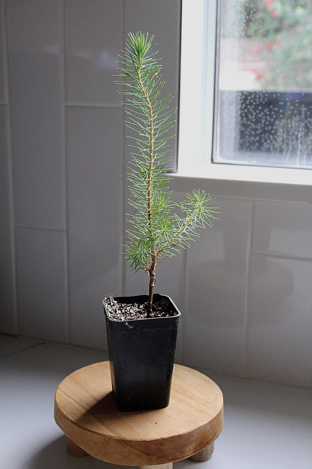 Beginner Bonsai Kit Indoor Plant Decor Housewarming Gift Gift for Plant Lover Zen Garden Tree Desk Plant Decor Easy Care Bonsai Japanese Style Plant Plant Gift Bonsai Sapling