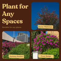 Purple Bottlebrush Starter Plant - Callistemon Citrinus