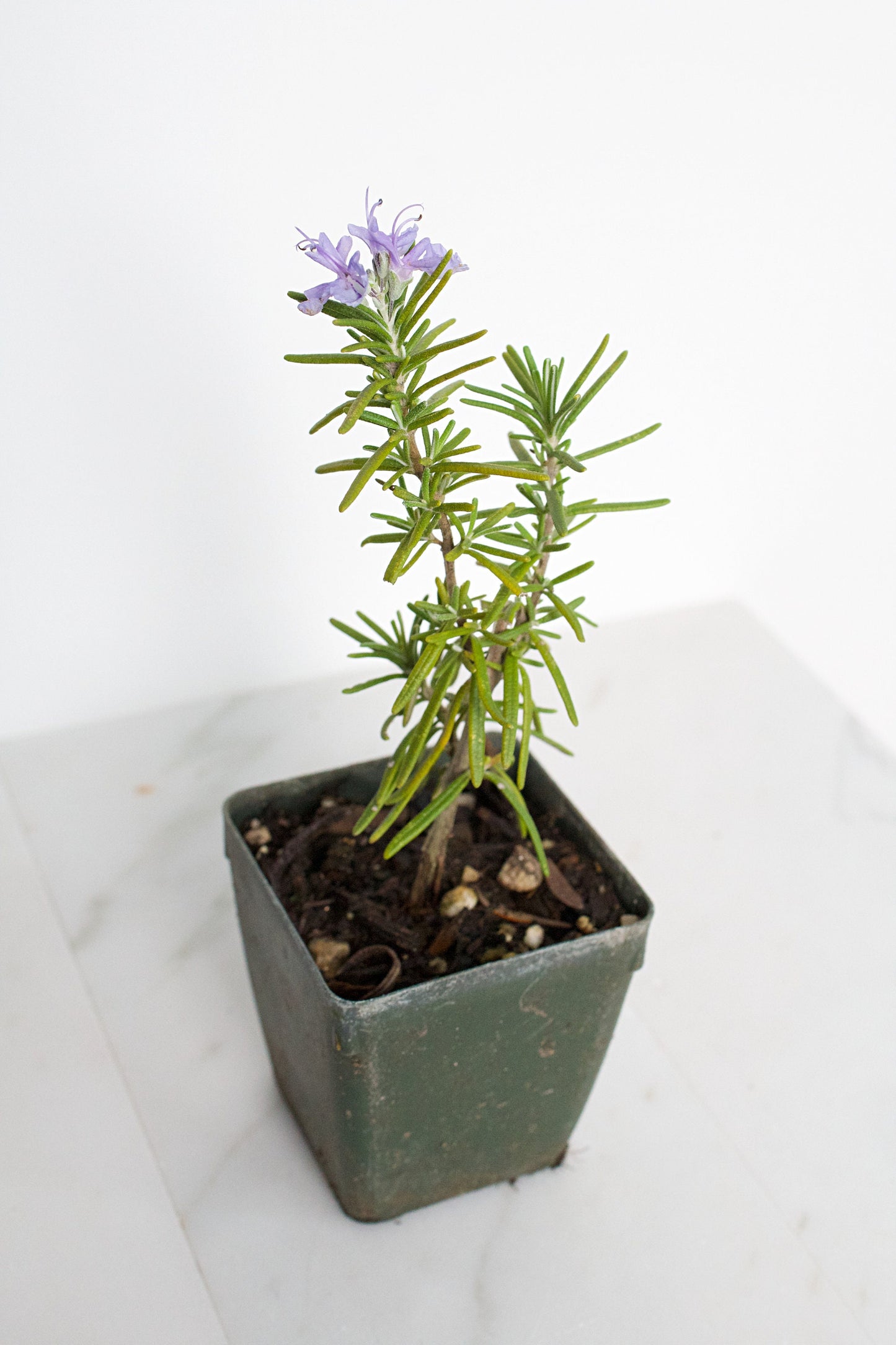 Mini Rosemary Plant Starter Rosmarinus officinalis Outdoor Garden Herb Live Rosemary Spice Plant Aromatic Blue Rosemary Officinalis Shrub