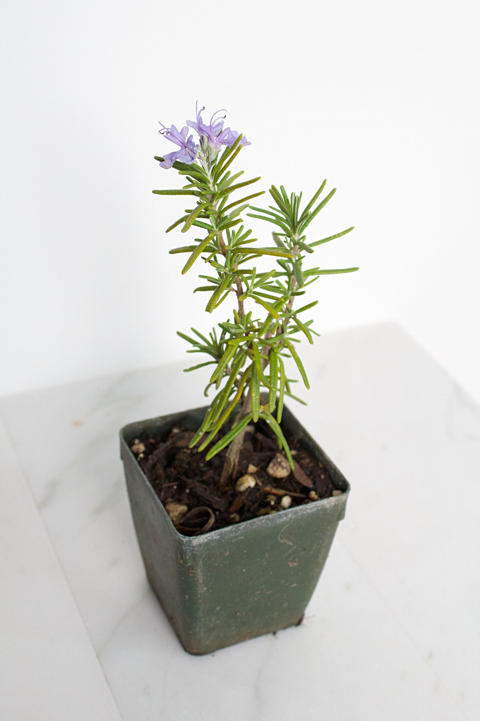 Mini Rosemary Plant Starter Rosmarinus officinalis Outdoor Garden Herb Live Rosemary Spice Plant Aromatic Blue Rosemary Officinalis Shrub