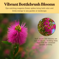 Purple Bottlebrush Starter Plant - Callistemon Citrinus