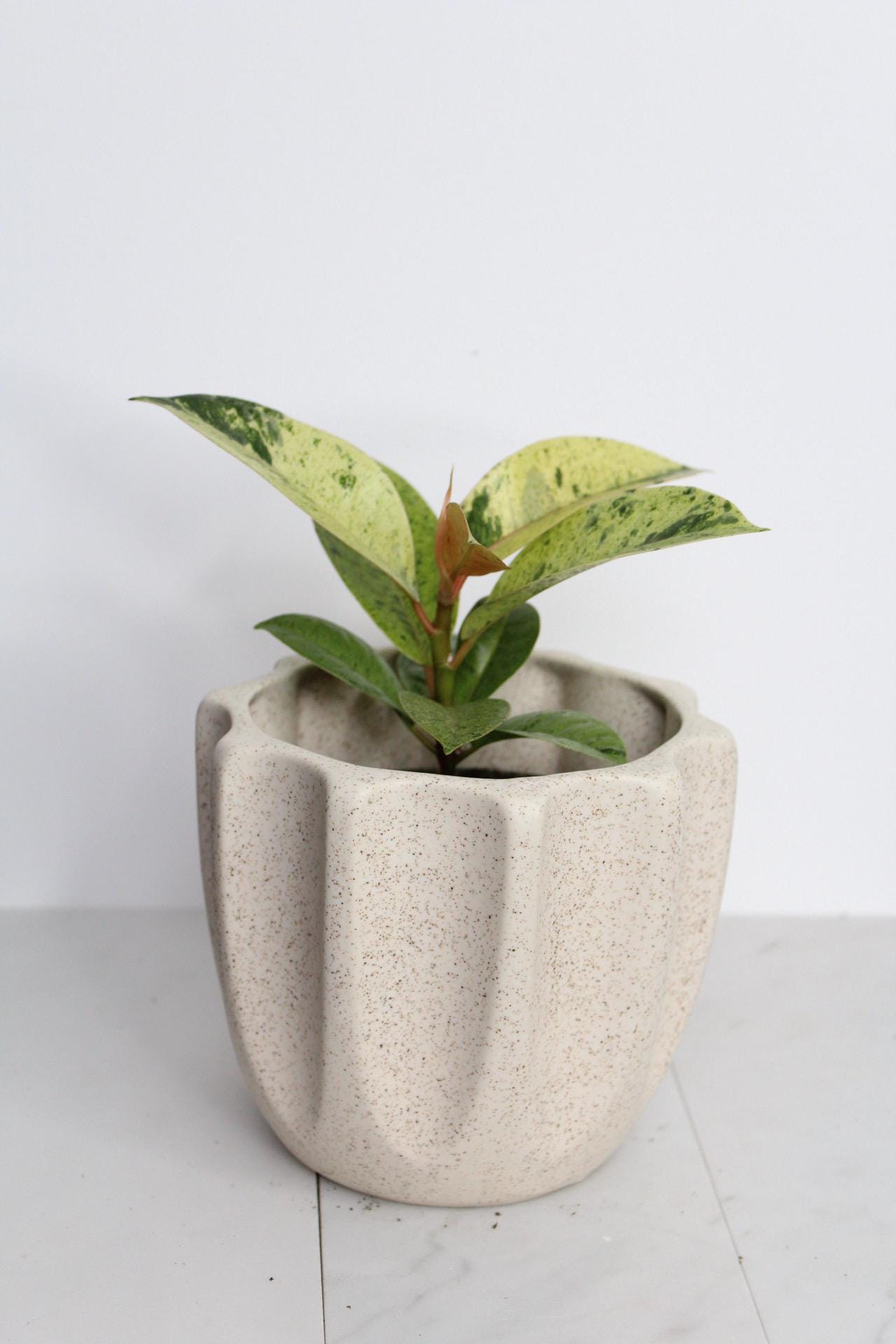 Bright Variegated Ficus Yellow Rubber Tree Indoor Plant Gift Rare Shivereana Moonshine 4 Inch Pot Houseplant Ficus Starter Tropical Plant