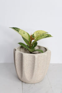 Bright Variegated Ficus Yellow Rubber Tree Indoor Plant Gift Rare Shivereana Moonshine 4 Inch Pot Houseplant Ficus Starter Tropical Plant