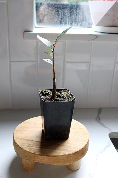 Bottle Tree Starter Tree Kurrajong Bonsai Tree Drought Tolerant Bonsai Unique Garden Tree Brachychiton Populneus Ornamental Tree Drought Proof Garden Gift for Gardener Housewarming Gift Garden Gift