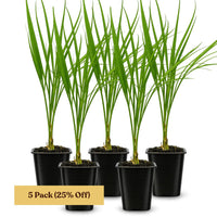 Pygmy Date Palm – Tropical Indoor Starter Plant