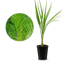 Pygmy Date Palm – Tropical Indoor Starter Plant