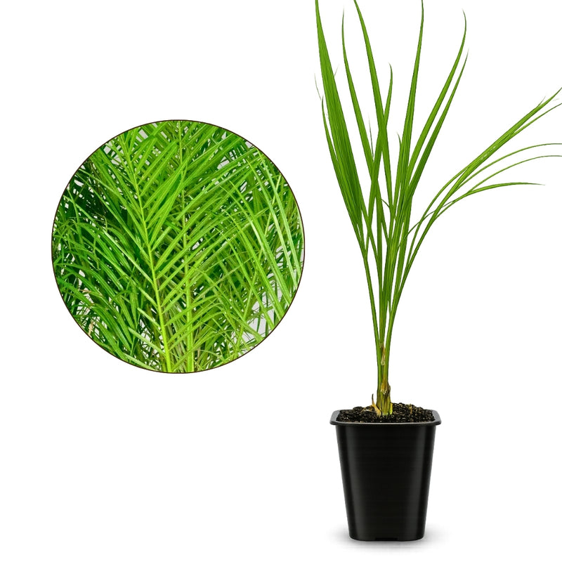 Pygmy Date Palm – Tropical Indoor Starter Plant