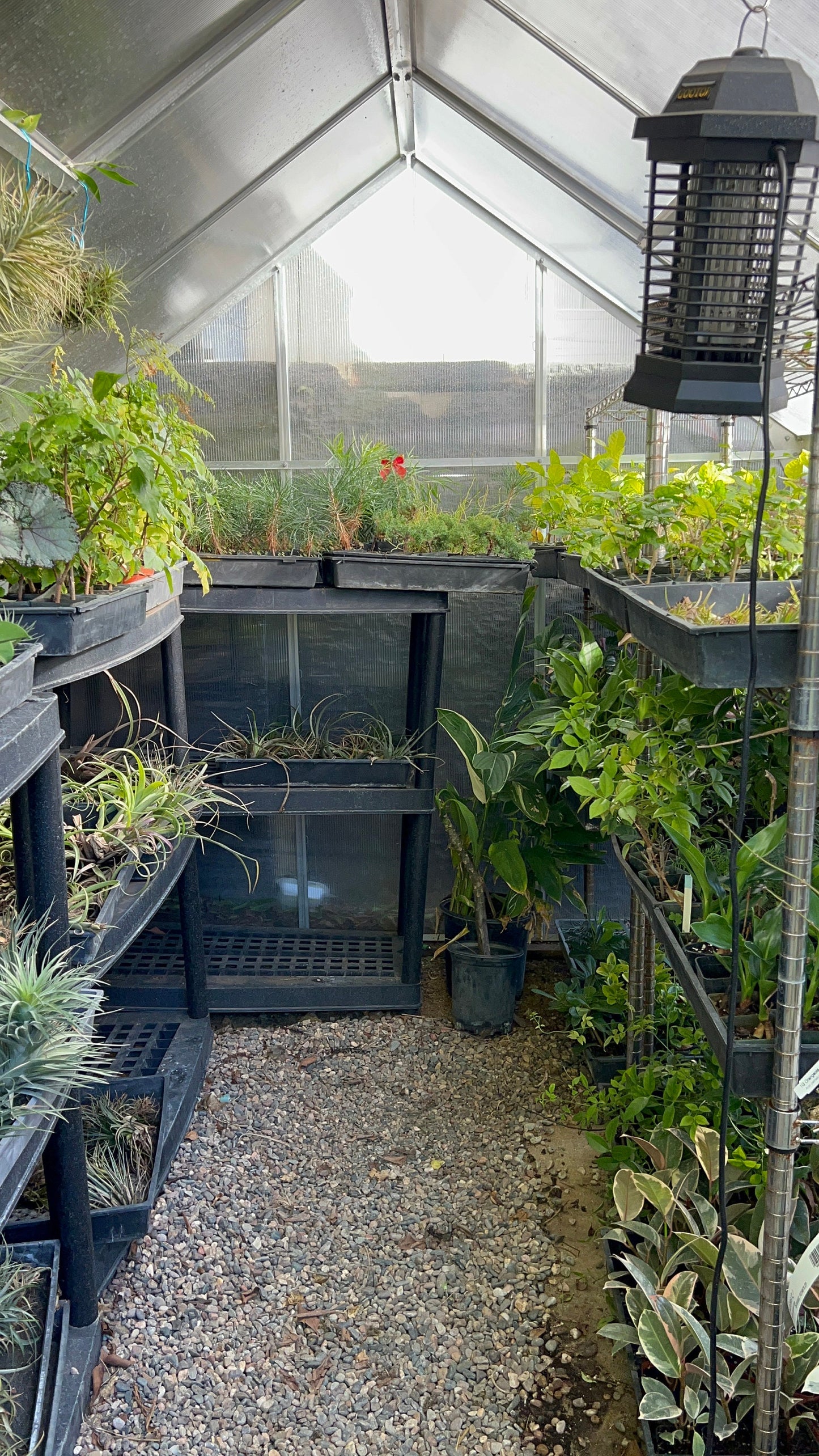 Custom Upgrade | Pick Your Plant Before Shipping