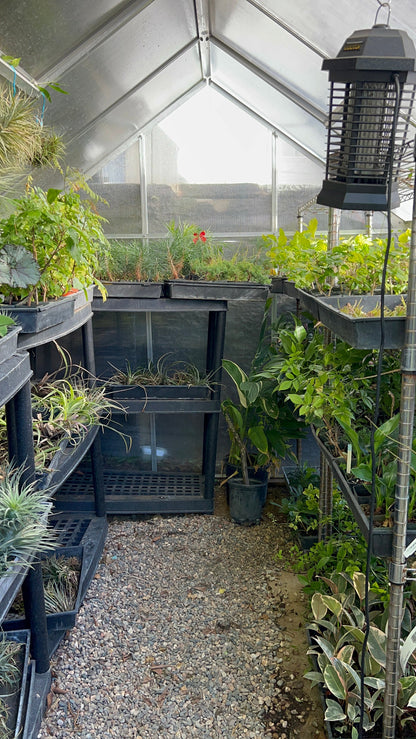 Custom Upgrade | Pick Your Plant Before Shipping