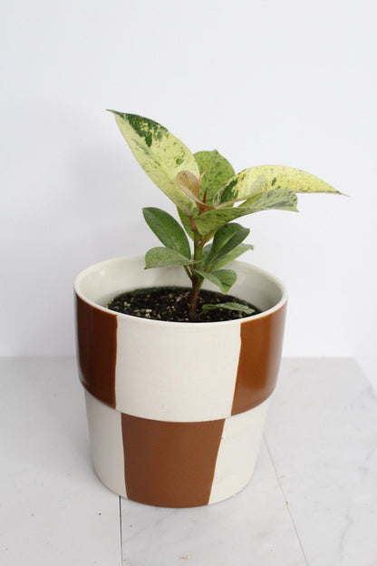 Bright Variegated Ficus Yellow Rubber Tree Indoor Plant Gift Rare Shivereana Moonshine 4 Inch Pot Houseplant Ficus Starter Tropical Plant