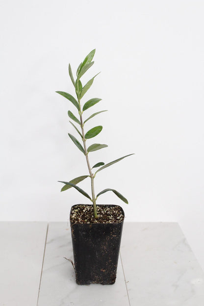 Dwarf Olive Tree Starter Plant Little Ollie Variety Small Space Garden Gift Perfect Home Accent Mediterranean Style Decor Italian Plant Present Stone Fruit Tree Baby Olive Sapling Wedding Party Favor Beautiful Green Living Gift Collection