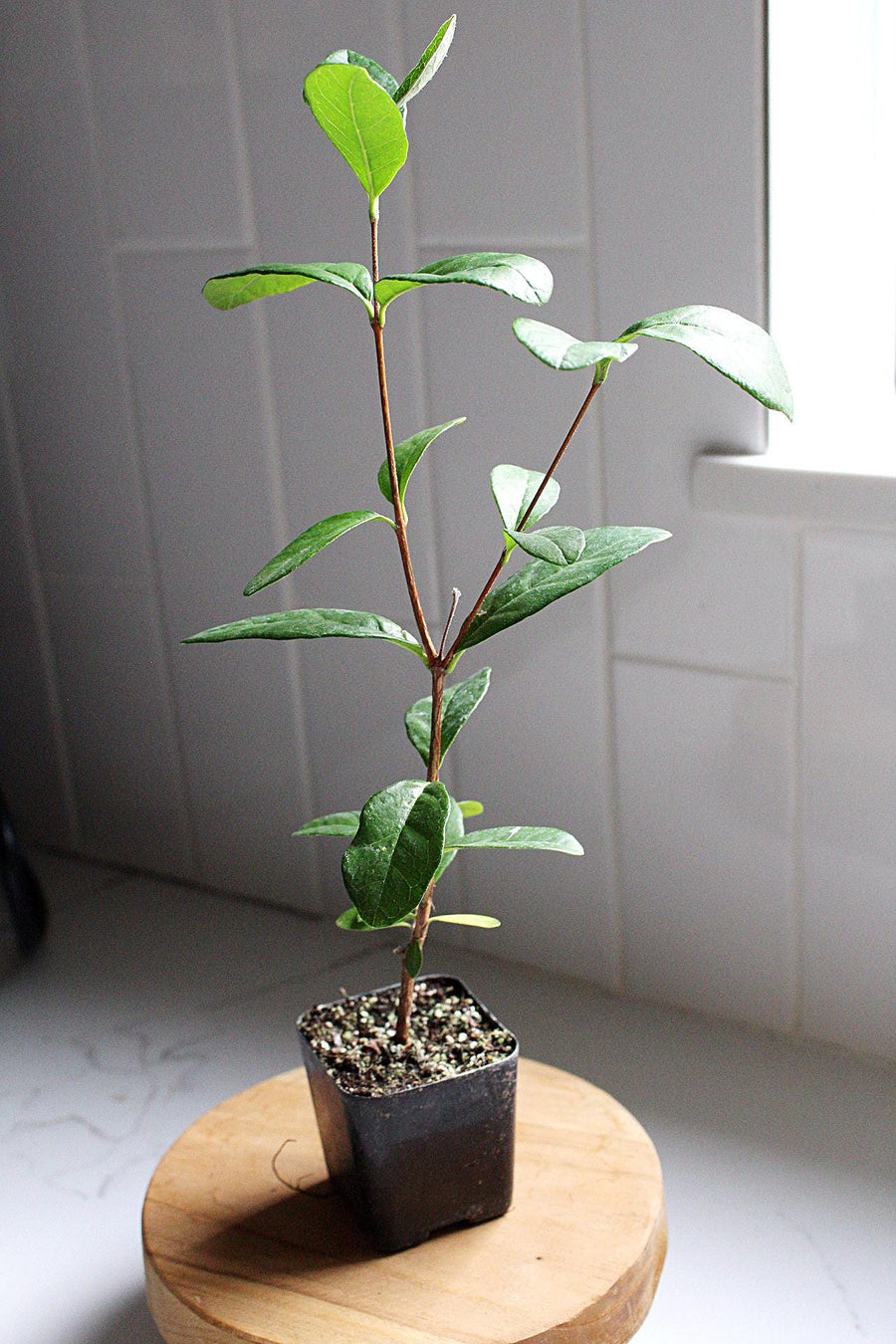 Pineapple Guava Plant Tropical Evergreen Shrub Beautiful Flowering Garden Plant Edible Fruit Producer Container Grown Starter Size Young Plant Home Garden Addition Perfect Landscaping Choice Easy Growing Guide Included Live Plant Delivery