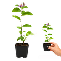 Lavender Star Flower – Evergreen Flowering Bonsai Starter