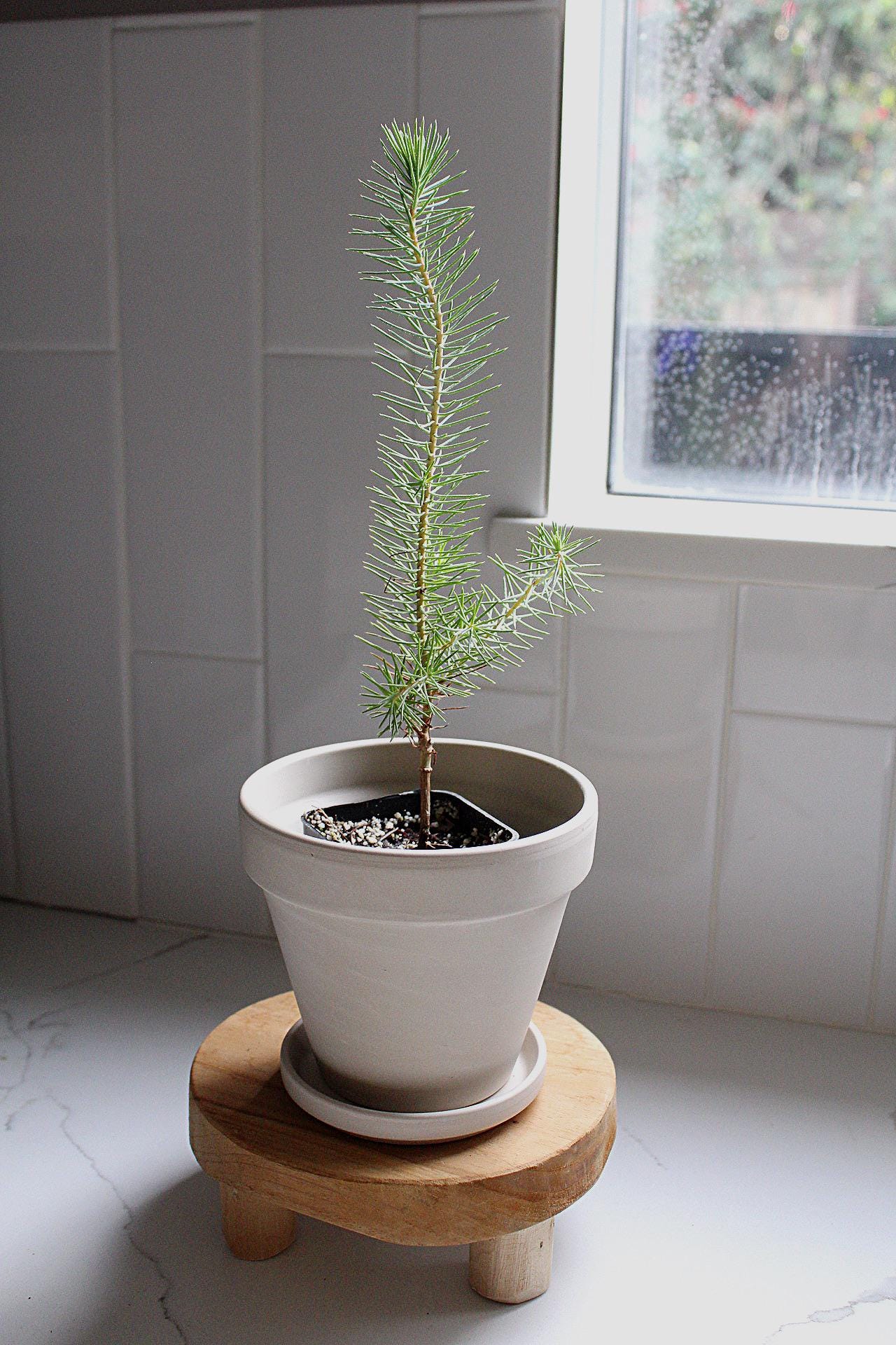 Bonsai Starter Kit Beginner Bonsai Tree Indoor Plant Decor Gift for Plant Lover Live Bonsai Sapling Pinus Pinea Pine Bonsai Tree Zen Garden Desk Plant Japanese Style Plant Home Office Decor