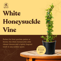 Japanese Honeysuckle ‘Halliana’ – Fragrant Climbing Vine (1 Gallon)