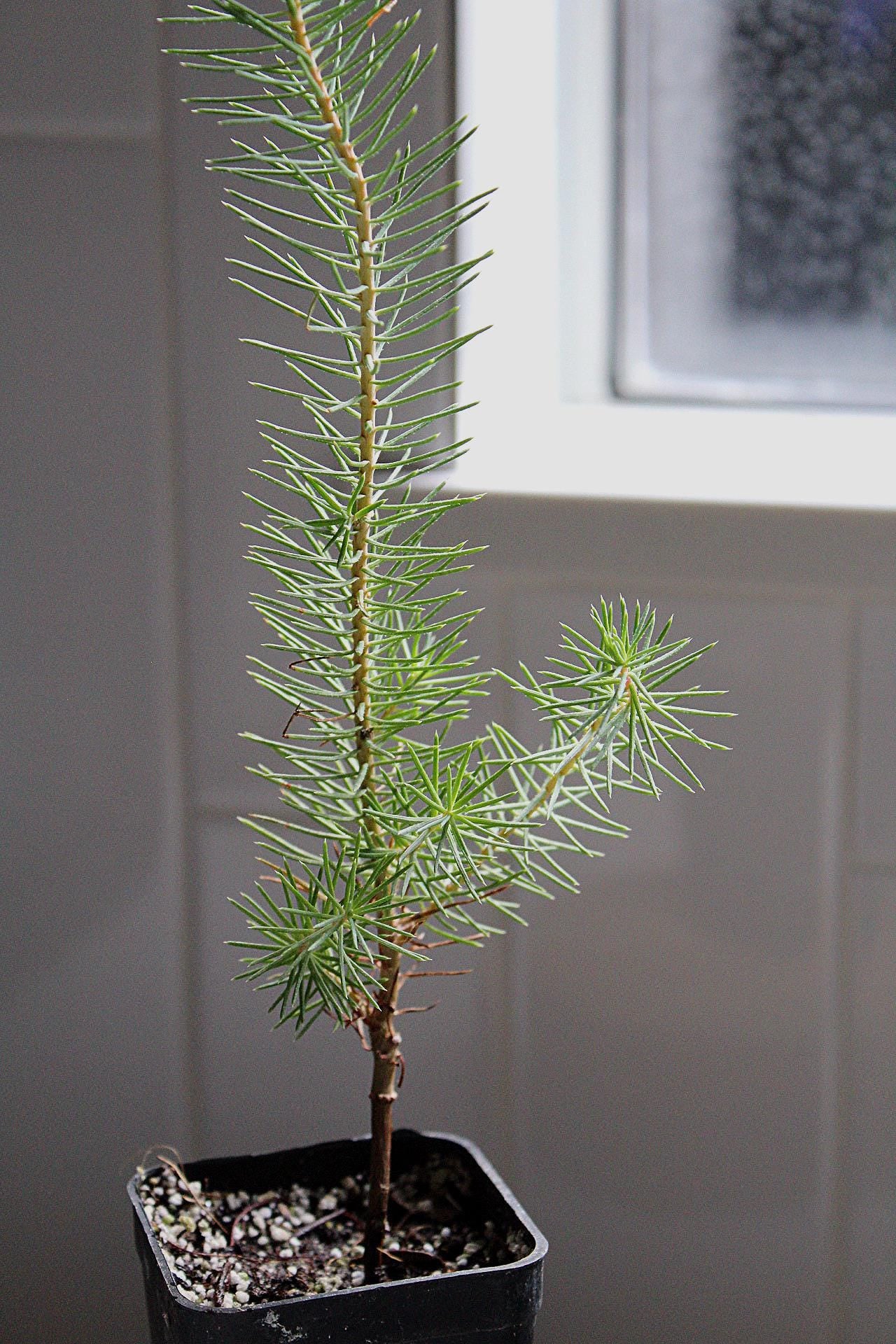 Beginner Bonsai Kit Indoor Plant Decor Housewarming Gift Gift for Plant Lover Zen Garden Tree Desk Plant Decor Easy Care Bonsai Japanese Style Plant Plant Gift Bonsai Sapling