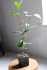 Pineapple Guava Plant Tropical Evergreen Shrub Beautiful Flowering Garden Plant Edible Fruit Producer Container Grown Starter Size Young Plant Home Garden Addition Perfect Landscaping Choice Easy Growing Guide Included Live Plant Delivery