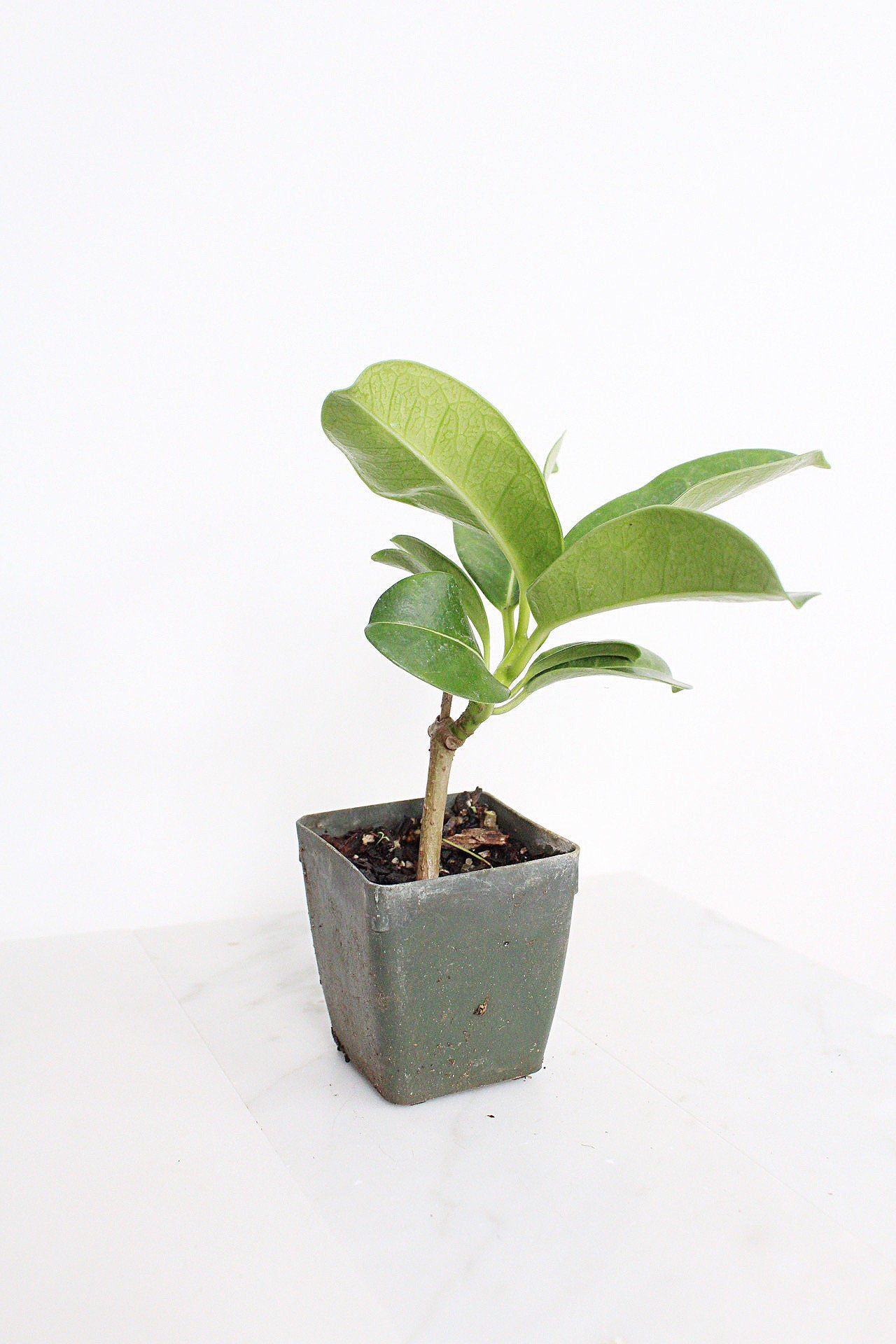 Stephanotis Floribundas Madagascar Jasmine Vine Outdoor Plant White Flower Plant Starter Lei Fragrant Flower Jasmine Houseplant Live Plant