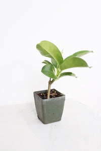 Stephanotis Floribundas Madagascar Jasmine Vine Outdoor Plant White Flower Plant Starter Lei Fragrant Flower Jasmine Houseplant Live Plant