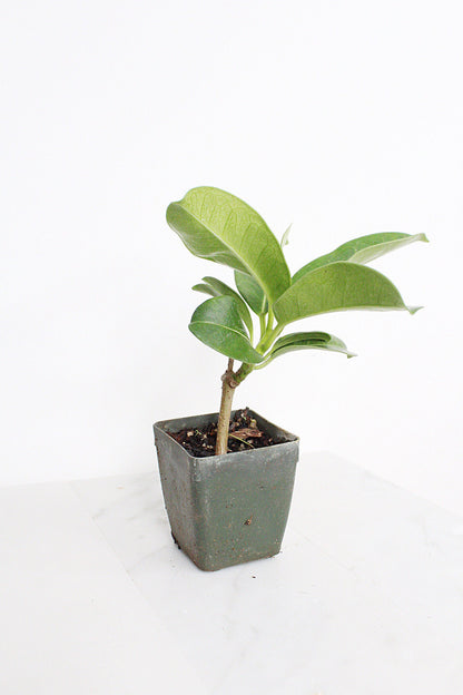 Stephanotis Floribundas Madagascar Jasmine Vine Outdoor Plant White Flower Plant Starter Lei Fragrant Flower Jasmine Houseplant Live Plant