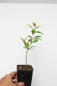Wonderful Pomegranate – Edible Fruit Starter Plant