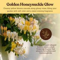 Japanese Honeysuckle ‘Halliana’ – Fragrant Climbing Vine (1 Gallon)