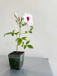 Pink Bower Vine Plant Garden Climbing Vine Pink Flower Ornamental Perennial Plant Pink Pandorea Jasminoides Pink Floral Vine Outdoor Decor