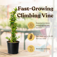 Japanese Honeysuckle ‘Halliana’ – Fragrant Climbing Vine (1 Gallon)