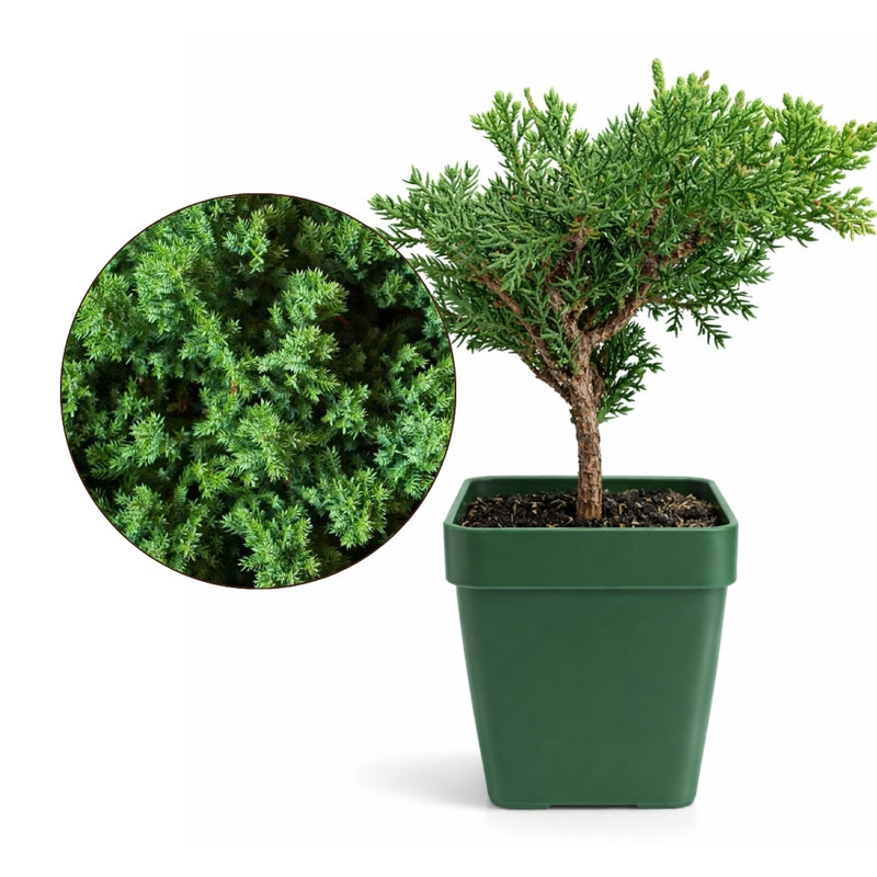 Green Mound Juniper Bonsai – Mini Outdoor Zen Tree