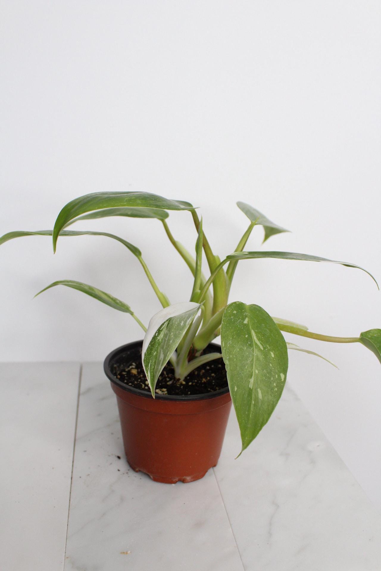 Easy Care Plant Bundle White Princess Philodendron Starter Beautiful Variegated Pink White Leaves Perfect Size Specimen Four Inch Pot Rooted Plant Collection Tropical Indoor Beauty Home Office Decor Essential Growing Guide New Grower