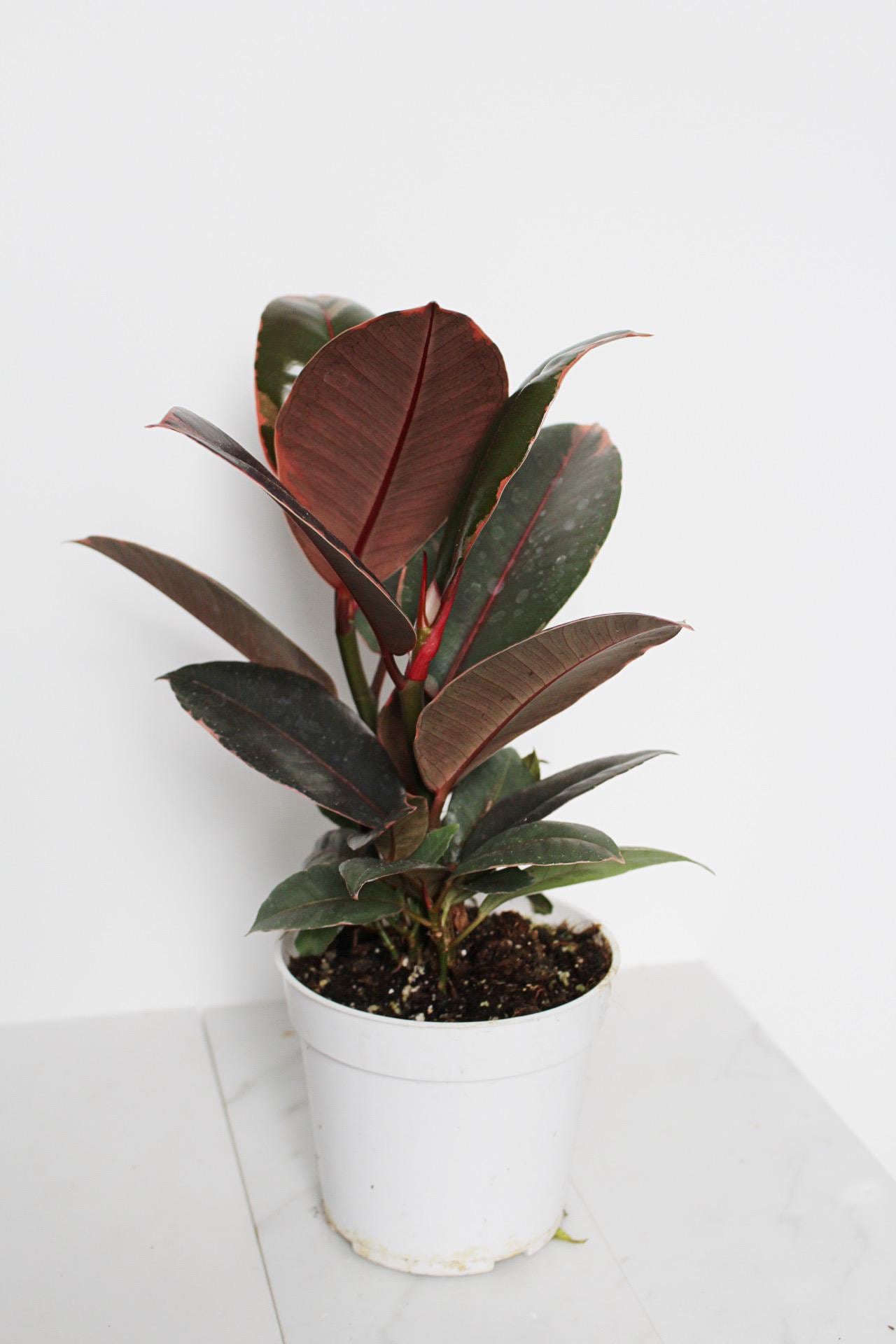 Variegated Pink Rubber Tree Pink Houseplant Ficus Decora Ruby Pink Plant Indoor House Plant Garden Tropical Indoor Live Plant Rubber Fig Neutral Beige Pot on Plant Stand Home Decor Gift